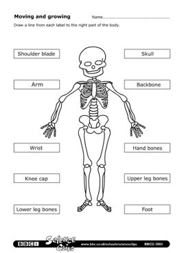 skeleton lbox